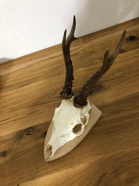 Trophäenbretter - Waidwerk Bayern - Ihr Jagdausrüster