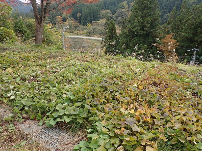 サツマイモ掘り 大江町山里交流館やまさぁーべ 山形の宿泊型体験施設 サツマイモ掘り 大江町山里交流館やまさぁーべ 山形の宿泊型体験施設