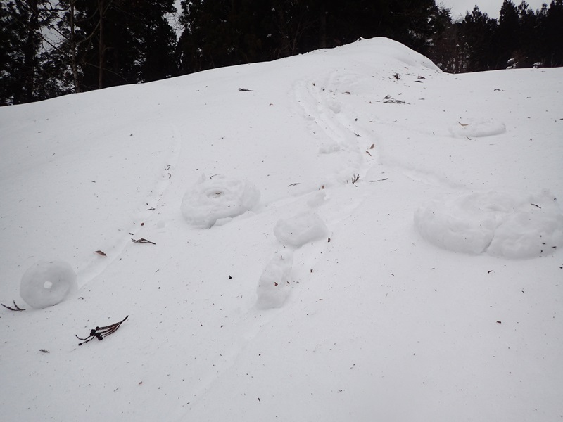 雪まくり 雪堀り大根 大江町山里交流館やまさぁーべ 山形の宿泊型体験施設 雪まくり 雪堀り大根 大江町山里交流館やまさぁーべ 山形の宿泊型体験施設