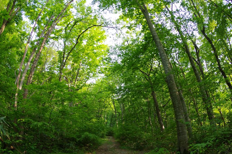 葉っぱが大きくなった - 大江町山里交流館やまさぁーべ 山形の宿泊型