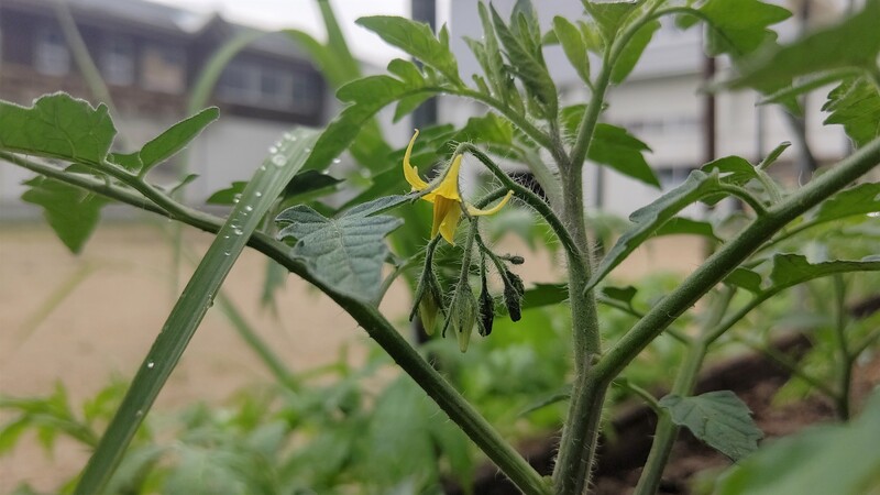 収穫体験用の野菜を植え付け完了