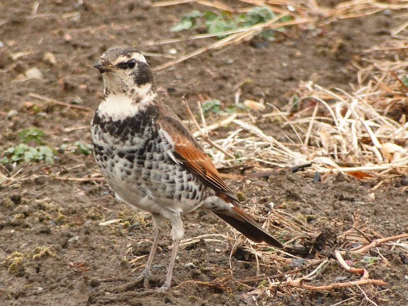 渡り鳥たちの鳴き声 大江町山里交流館やまさぁーべ 山形県大江町 宿泊型体験施設