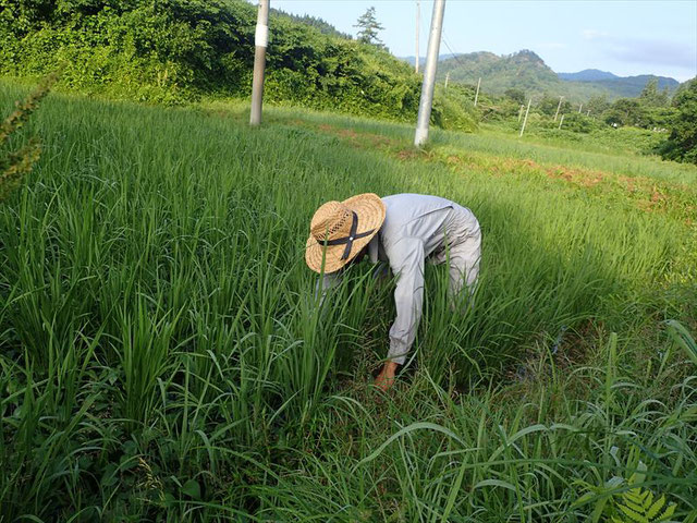 田んぼの草取り