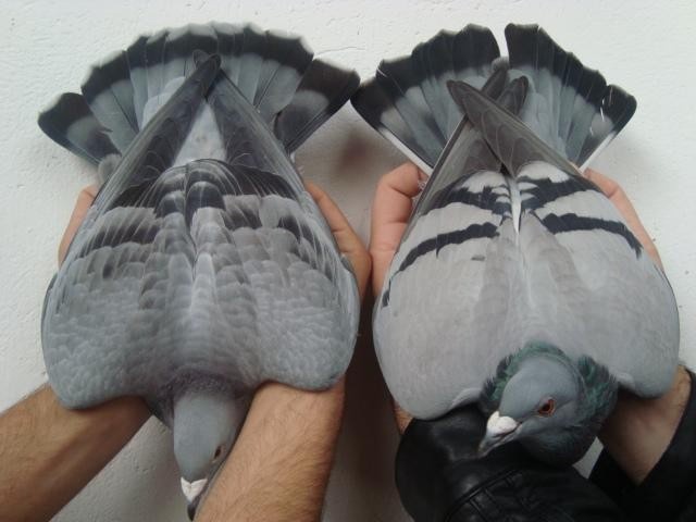 A la izquierda paloma ahumada, a la derecha, paloma azul normal