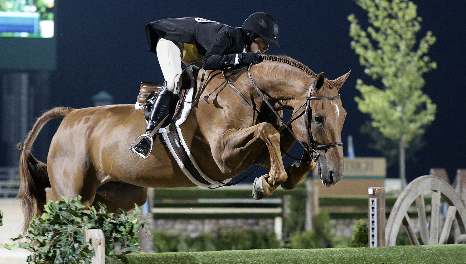 Hunter vs. Equitation HunterJumper Equitation Holland BV