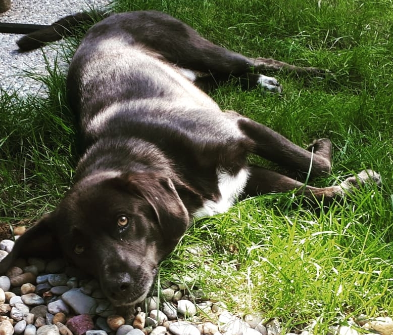 LUCKY (früher Brownie)