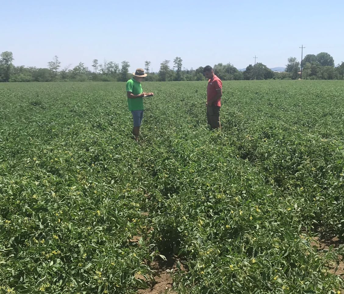 ASIPO - OP FERRARA: visita campo sperimentale e prova di pacciamatura