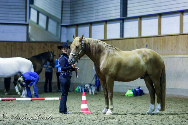 Showmanship at Halter