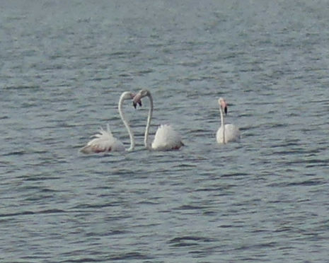 Flamingos in der Lagune bei Vlora