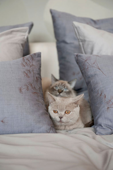 © Anja Hölper, Vom Glück mit Katzen zu wohnen, Callwey Verlag