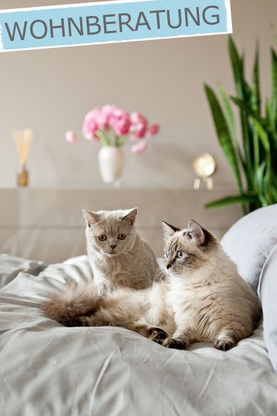 © Anja Hölper, Vom Glück mit Katzen zu wohnen, Callwey Verlag