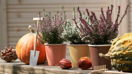 Herbstbepflanzung Fur Den Garten Und Balkon Kubelbepflanzung