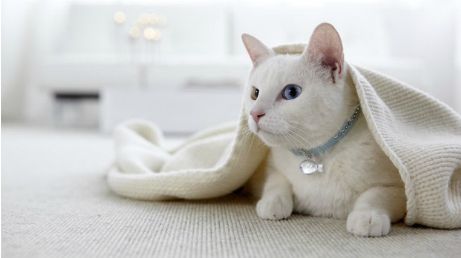 Teppichboden, Teppich, Katze, Bodenfliesen