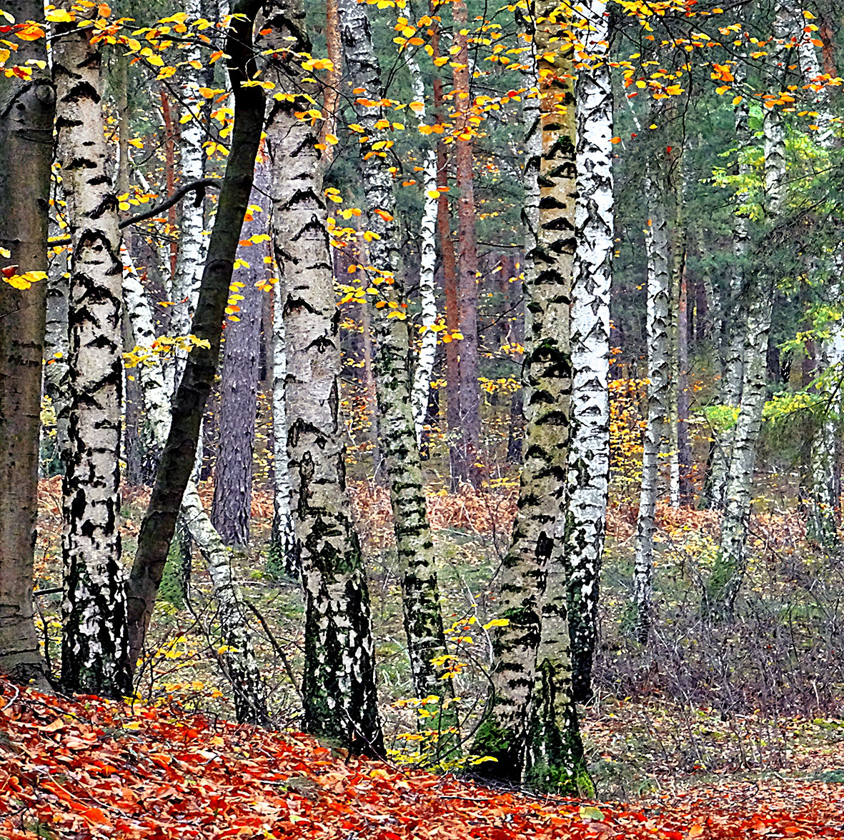 Herbstwald am Scharmützelsee (C)