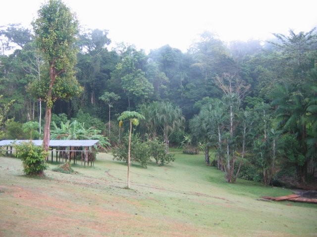 uitzicht op het oerwoud vanaf het kamp.