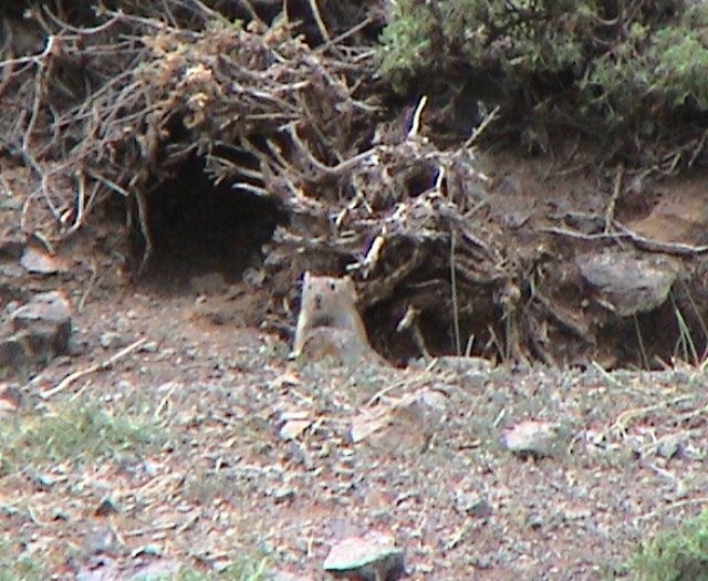Een marmot, cavia of korenwolf.