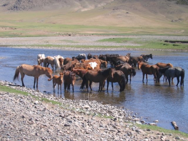 Deze kudde paarden leek eindeloos in de rivier te blijven staan. Ze waren niet bezig met drinken. Zochten ze alleen verkoeling voor de hoeven?