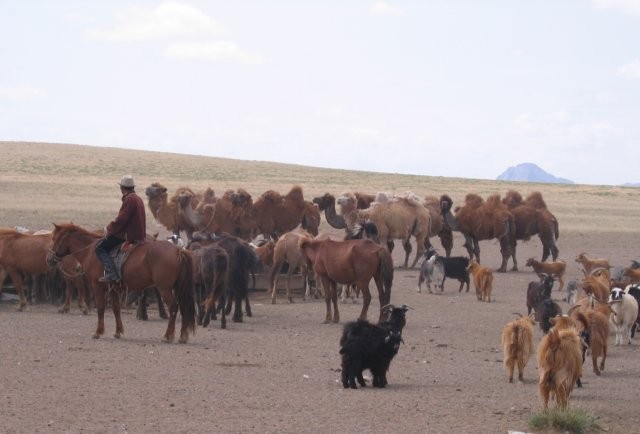 Het water voor de dieren wordt opgepompt met behulp van een elektrogroep op benzine. Hier zagen we bijna alle gekweekte dieren: paarden, kamelen, geiten en schapen.