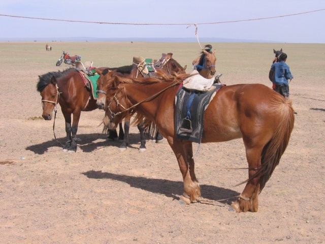 Jaarlijks wordt hier een paardenrace gehouden. De racepaarden worden op een vreemde manier geconditioneerd door ze aan de wasdraad vast te maken. Om te voorkomen dat het paard zich uit de voeten maakt, hebben ze nog een andere zeer eenvoudige methode: bin