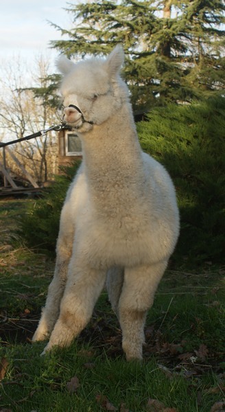 Le Cria Ou Bebe Alpaga Site De Alpaca Alpaga