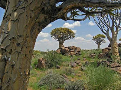 Der Köcherbaum (Aloe dichotoma)