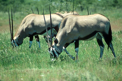 Oryxantilope