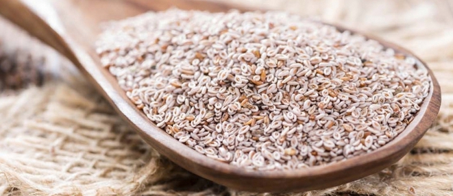 Connaissez-vous le Psyllium blond