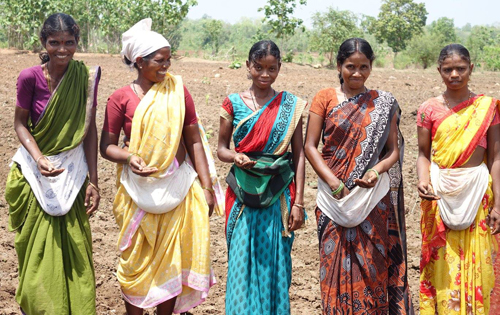 Frauen in Indien mit Saaten für Bio-Baumwolle