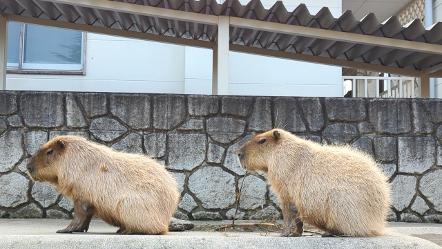 双子の育成: 個性の尊重と比較からの解放