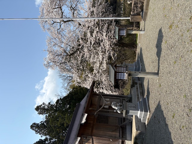 桜満開