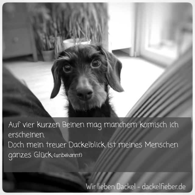 Zitate Dackelfieber