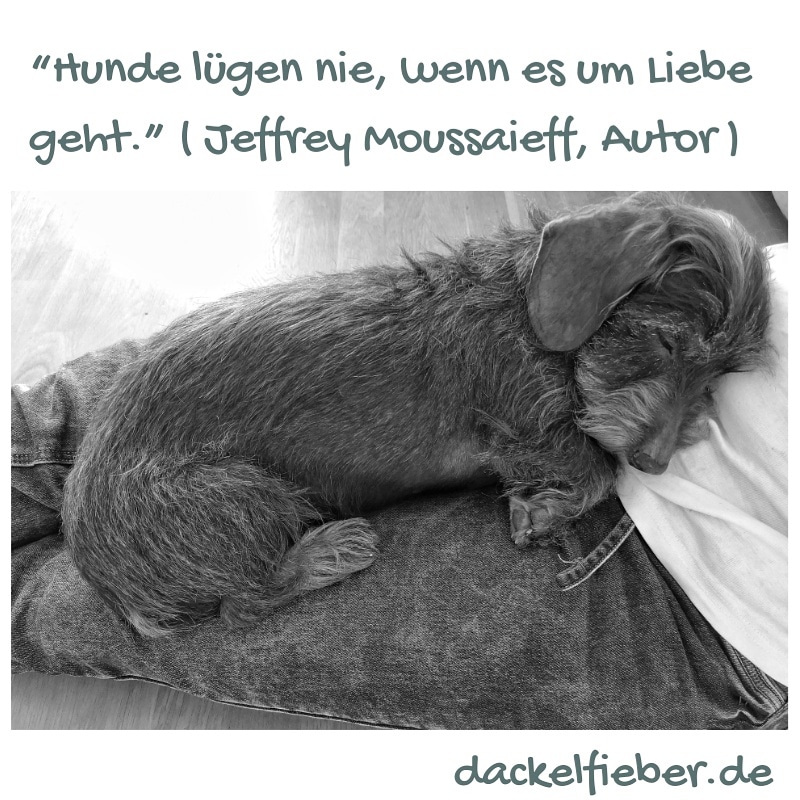 Zitate Dackelfieber