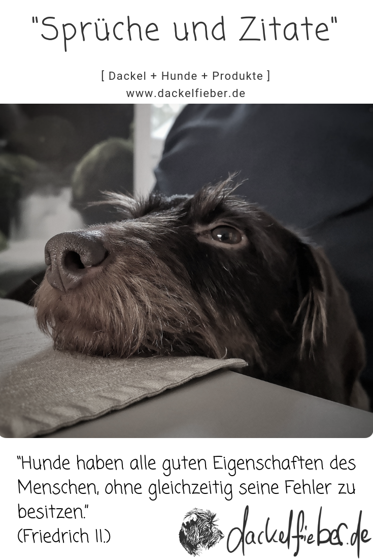 Download Zitate hunde und menschen Free