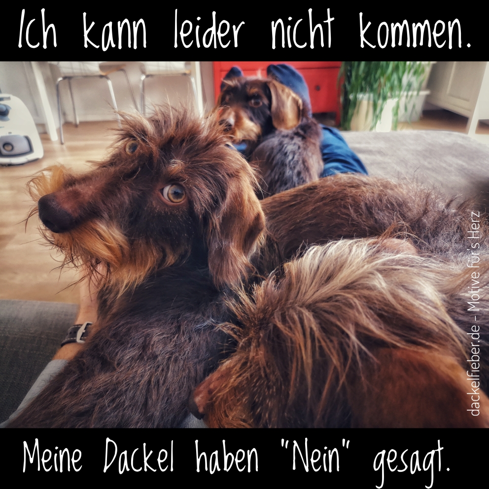 Download Zitate hunde Free HD
