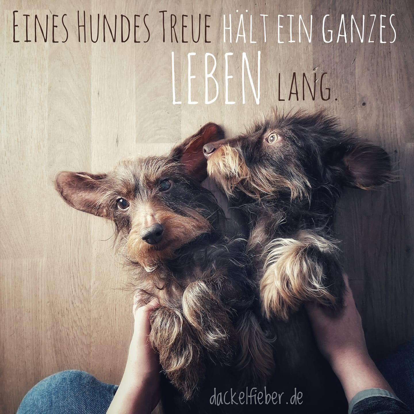 Get Hund zitat Desktop Wallpaper Free