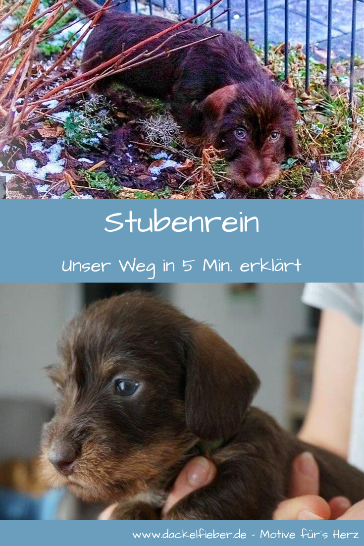 Stubenrein Muss Mein Dackel Sein Dackelfieber