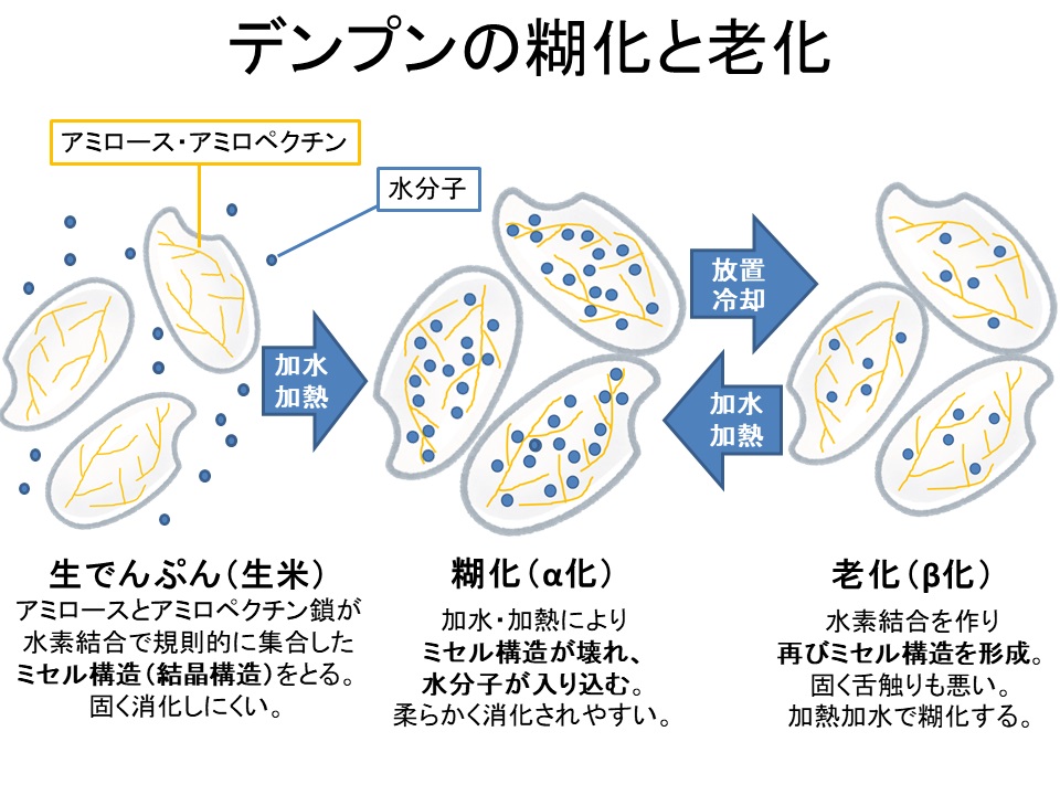 じゃがいもダイエット（３）