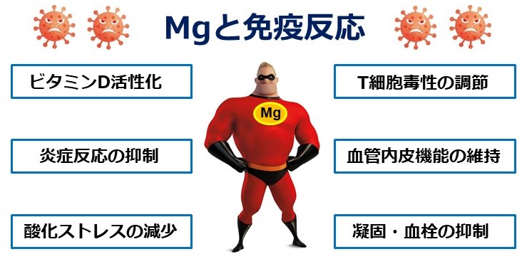 Mgと免疫（２）