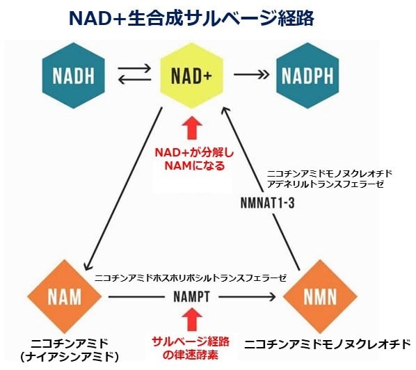 NAD+の解決策（２）