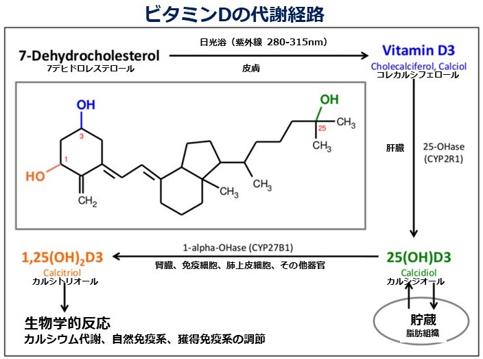 ビタミンD3の代謝経路