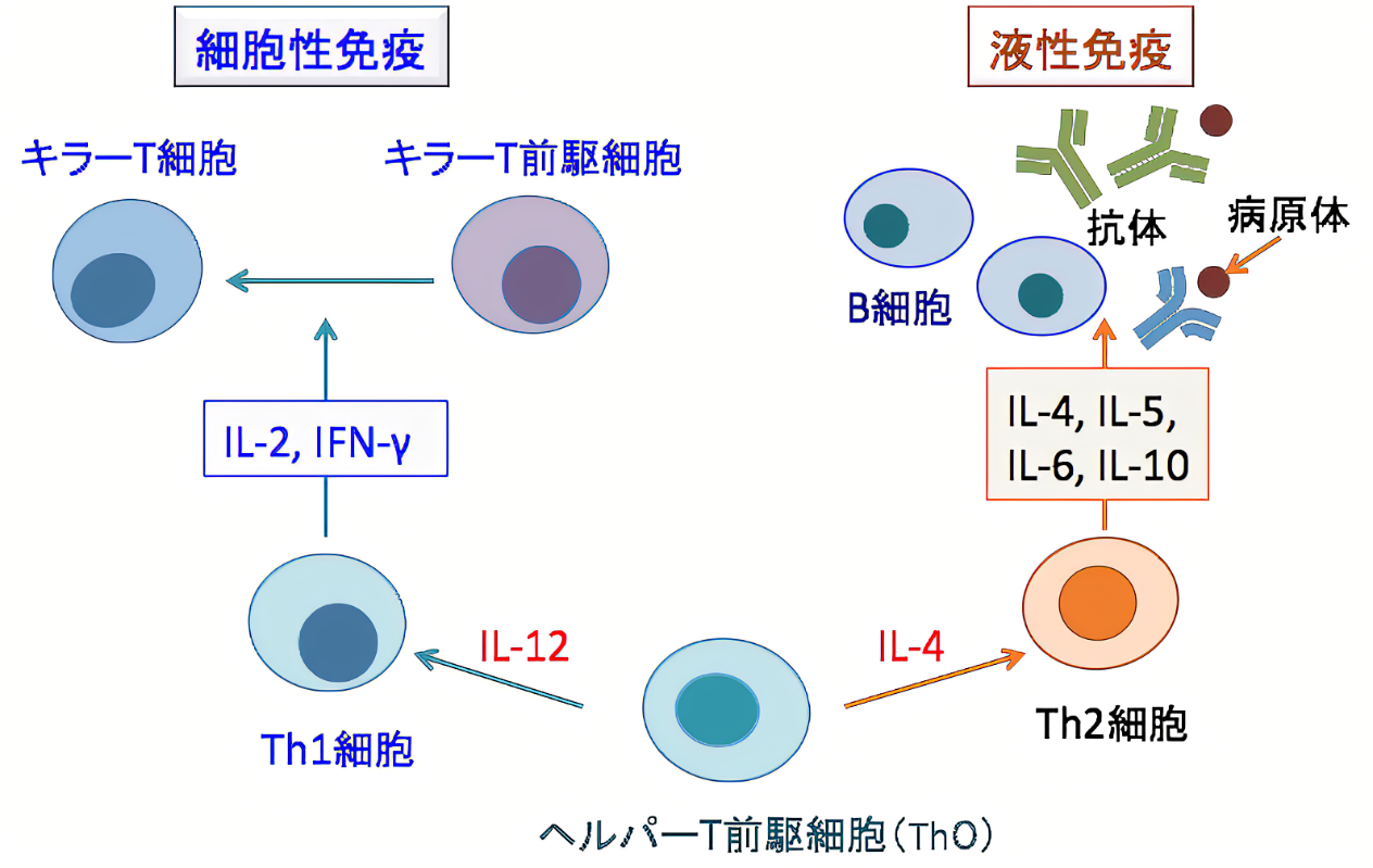 免疫を支えるビタミンDのその他の重要な機能