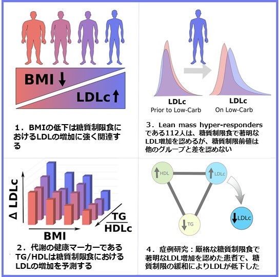 糖質制限食によるLDLコレステロールの増加：Lean Mass Hyper-Responderの証明