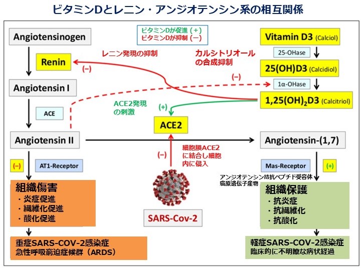 ビタミンDとレニン・アンジオテンシン系の相互関係(2)