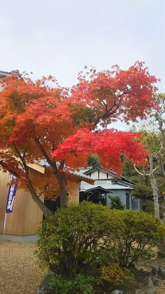 在りし日の本堂前のもみじ