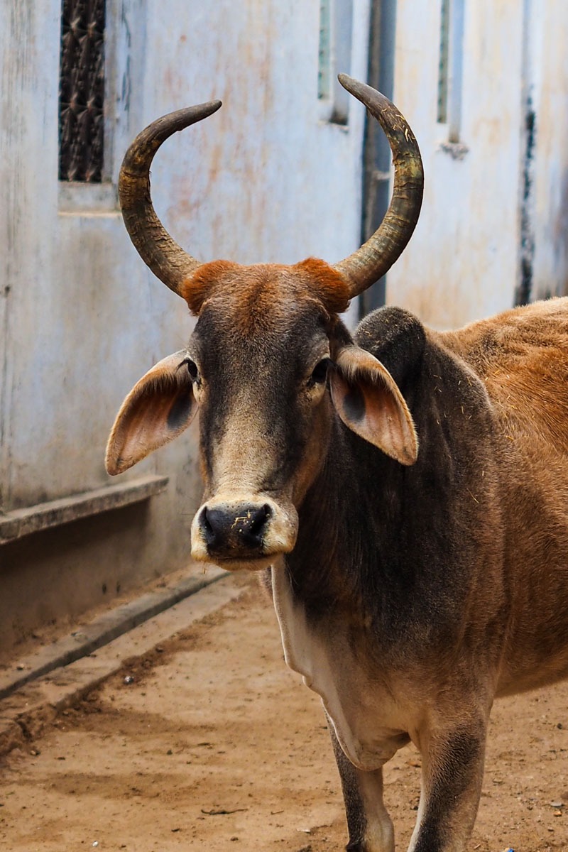 Indische Kuh in Tordi Garh, Indien