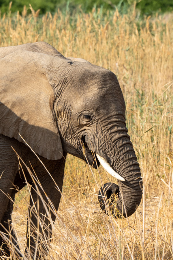 Wüstenelefant in Brandberg, Namibia