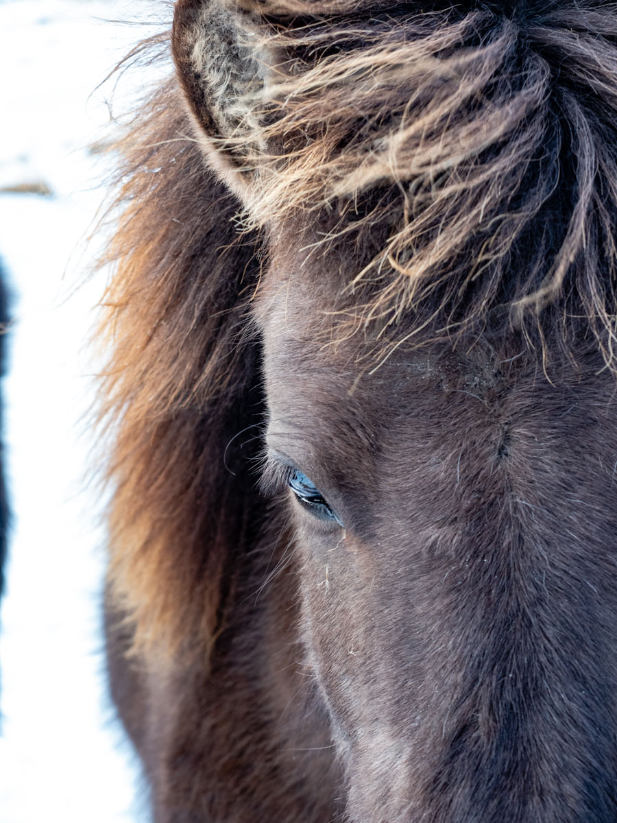 Islandpony, Island