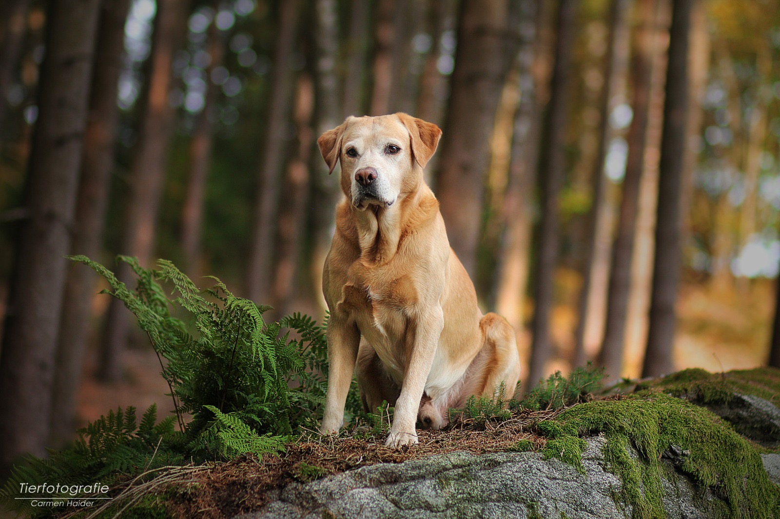 Aktuelles Labradorzucht Arbeitslinie Aus Oberosterreich
