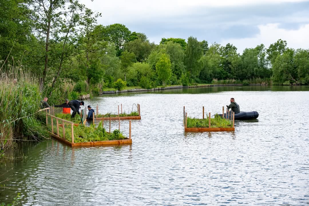 Röhrichtinsel im Inselsee