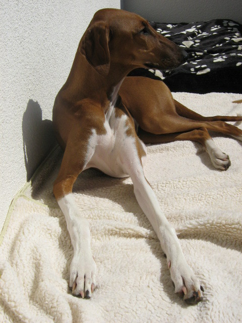 AMENOKAL Eleva-Camille´:sonnenbaden...